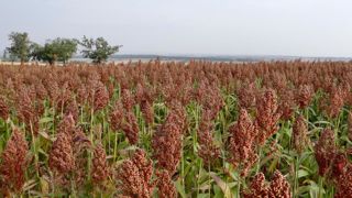 En France, on cultive majoritairement des variétés de sorgho à grains roux. En France, on cultive majoritairement des variétés de sorgho à grains roux.